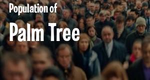 Population of Palm Tree, NY