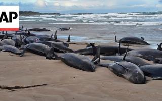 150 killer whales stranded on Australian beach