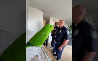 That typical American parrot be like